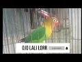 Download Lagu Pancingan Lovebird males bunyi