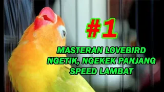 Download √ MASTERAN LOVEBIRD NGETIK NGEKEK PANJANG SPEED LAMBAT #1 MP3