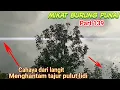 Download Lagu mulut burung punai baru pertama kali mengalami penampakan seperti ini