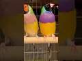 Lady Gouldian Finch - Rainbow Finches #birds #bird #nature #animals #pets #birdsounds