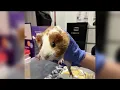Guinea pigs looking for forever homes