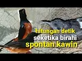 Download Lagu hitungan detik murai batu birahi seketika langsung kawin - pancingan murai agar cepat kawin ampuh