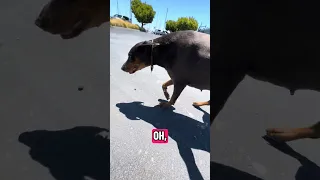 . 💜⛵️ #Fyp #dream #doberman #pets #YouTube