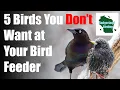 5 Common Backyard Birds You DON T WANT at Your Bird Feeder