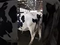 Ridge Gate Farms Dairy Cattle Auction