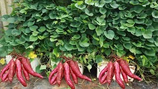 new idea the method of growing sweet potatoes in a styrofoam container can be grown by anyone