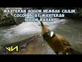 Download Lagu MASTERAN BURUNG SOGON NEMBAK CILILIN