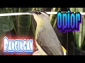 Download Lagu Opior Jambul Jantan  Full Isian Suara Pancingan Opior Langsung Nyaut