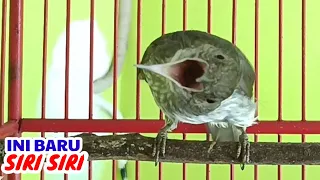 burung siri siri besar gacor ngebren muzarab buat pancingan dan masteran