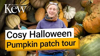 the pick of the pumpkins in kews cosy pumpkin patch kew gardens