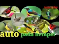 Download Lagu suara ribut pikat burcil/ampuh anti zonk..