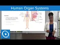 Human Organ Systems - Physiology Lecturio Nursing