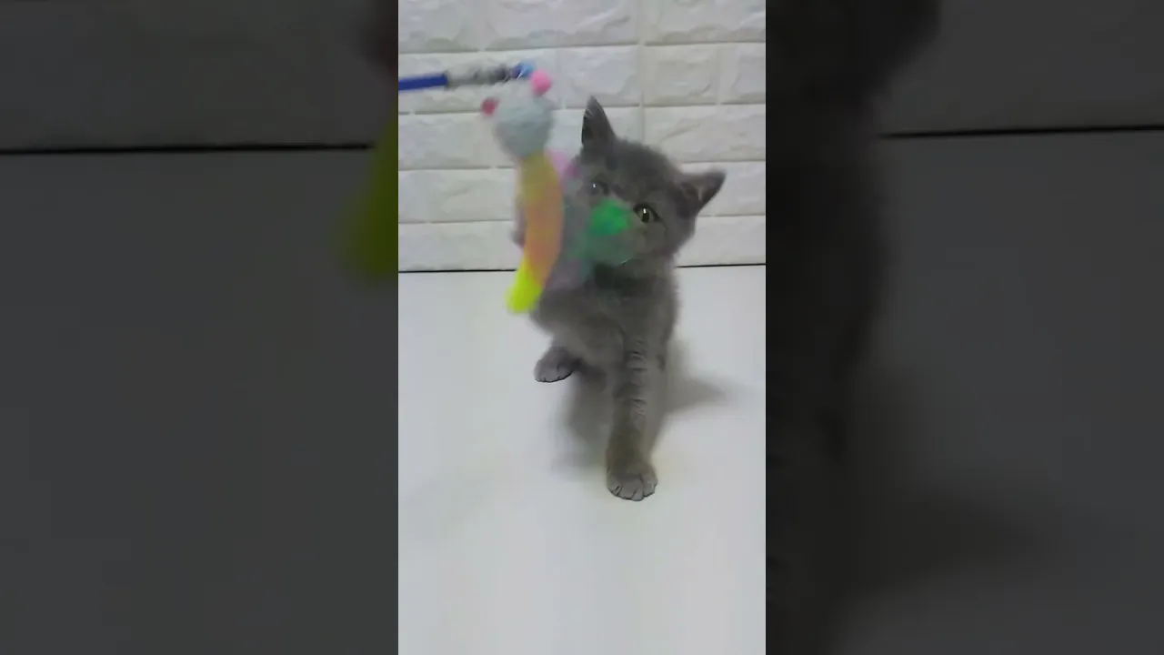 動画