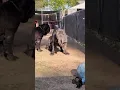 neapolitan mastiff//bull mastiff dogs//neapolitan mastiff in india