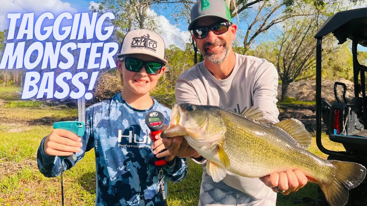 MONSTER PET BASS Tagging!!! #PondFountain #PondProject #FishTagging #PondUpdate