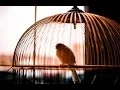 Lindsey Stirling -  Song of the caged Bird