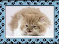 Download Lagu Xuxa - Não Atire o Pau no Gato