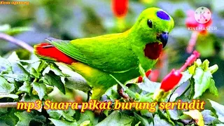 mp3 suara pikat burung serindit