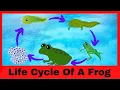 Life Cycle of a Frog Educational For Kids