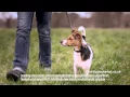 Pet-supermarket TV advert for 2015 version 1