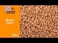 Download Lagu What is Farro? | Ask the Expert | MyRecipes