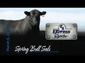 Elite Angus Genetics Express Ranches Spring Bull Sale March 6 2026