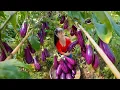 Download Lagu Harvesting 1000+ Organic Eggplants, Peppers \u0026 Tomatoes... Go to Countryside Market Sell – Farm Life