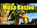 Download Lagu Update Musa Basjoo-bananenplant - Bananen ontwikkelen zich goed - juli 2025