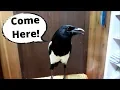Download Lagu This Talking magpie is Amazing!