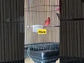 Ternak kenari | mule siskin| red siskin#shorts #burung #redsiskin