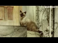 Bob Marley feat. LVNDSCAPE & Bolier  - Is This Love (Official Music Video)
