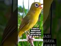 Download Lagu Kecial Kuning Gacor 😱😱😱#kecialkuning #shorts @pepadukecial