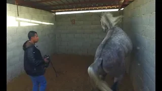 الحلقة الأولى من عسف   حصان فيه اطباع سيئة الهجوم والعض   دندنها