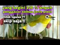 Download Lagu Pleci Bustomi Gacor Ngalas Nembak Penggacor Semua Jenis Pleci 100% Ampuh