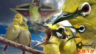 best mastering pleci teraphy hujan u0026 seruling bambu