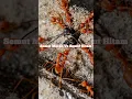 Download Lagu SEMUT MERAH Vs SEMUT HITAM #fight #ant #nature #wow