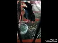 Tengkek buto ngekek super panjang cocok untuk masteran LOVEBIRD