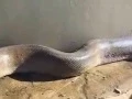 Snake JUMPSCARE
