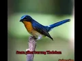 Download Lagu Suara pikat burung tledekan