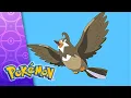A Staravia Is Born POKEMON FULL EPISODE 13 Season 10