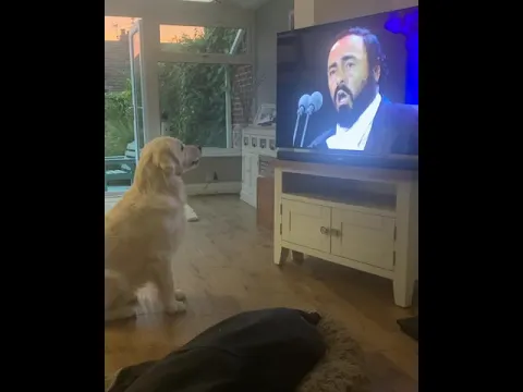 Download MP3 Dog Singing along to Pavarotti - BestDogsLifeUK - Nessun Dorma - Funny Dog Pet Video - Opera Dog