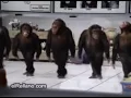 monkey uuu aaa uuu aaa