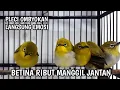 Download Lagu panggilan pleci betina ribut bikin ombyokan naik darah