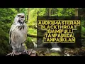 Download Lagu SUARA BURUNG BLACKTHROAT | audio masteran 1 jam full tanpa jeda