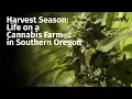 Harvest Season Life on a Cannabis Farm in Southern Oregon