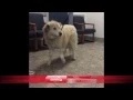 Nilla Canine Movie Companion