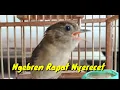 Download Lagu Burung Flamboyan Gacor Ngebren Rapat Nyerecet