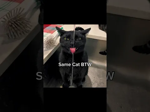 Cat behind the cat clapping meme 😂