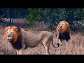 Download Lagu Trouble | Plains Camp Male Lions in North with Nkuhumas | Stay Safe Ndhzenga Males | Today