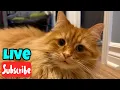 Download Lagu Sunday Fluff - Live Stream